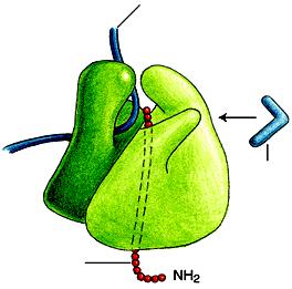 1 2 Ribosomi: sito della sintesi proteica Le 2 subunità si associano su una molecola di mrna, all estremità 5 e cominciano a sintetizzare la proteina Il ribosoma scorre sull mrna, traducendo la seq