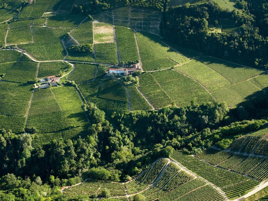 vitivinicoli del Piemonte: