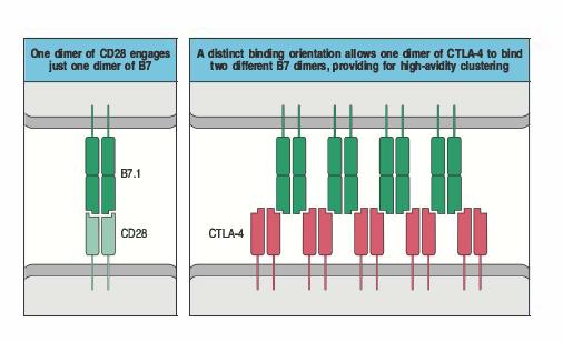 Attività di CTLA-4 come