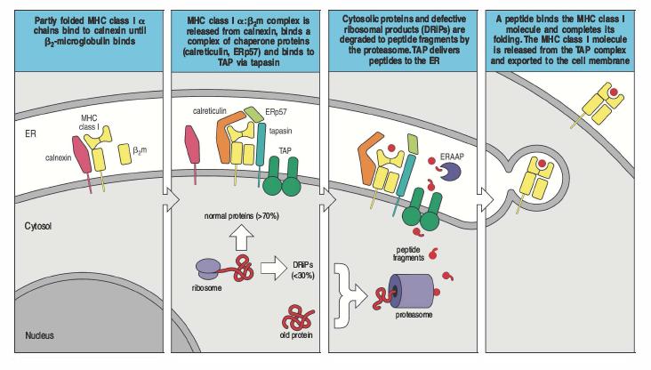 Trasporto di peptidi