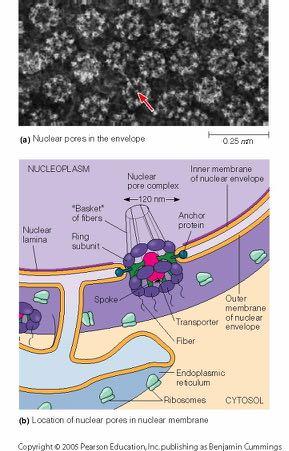 Poro nucleare Importine Esportine Funzioni di riconoscimento molecolare del traffico nucleo-citoplasma
