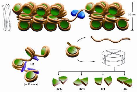 coli Cromosoma Cromatina: DNA e Istoni somi H2A, H2B, H3, H4 nucleo istonico del nucleosoma H1 blocco di chiusura del rocchetto