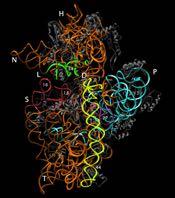 DNA e proteine Cromatina associata al nucleolo o