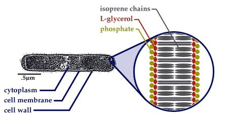 La loro sintesi utilizza acetato (molecola a 2 atomi di C) che per successive reazioni di condensazione catalizzate dalla ACP (acyl-carrier protein) forma catene