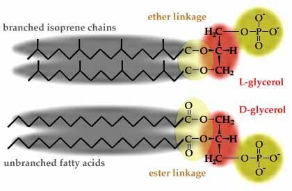 Principali differenze chimiche nelle membrane degli Archaea rispetto a Bacteria (ed anche Eucarya) - Legame catena alifatica-glicerolo -Catena alifatica - Stereoisomeria del glicerolo isoprene