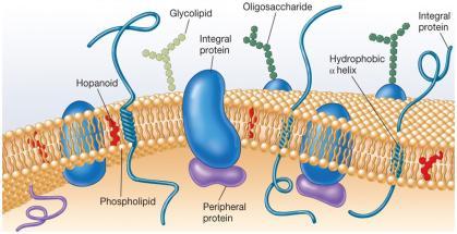 Attenzione: la membrana non è composta da soli lipidi!!! Nel doppio strato lipidico si trovano numerose proteine Cosa distingue una proteina di membrana da una proteina citoplasmatica?