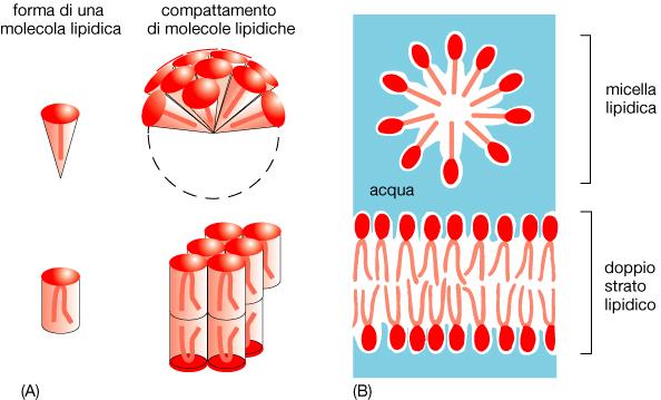 La forma e la natura delle molecole lipidiche