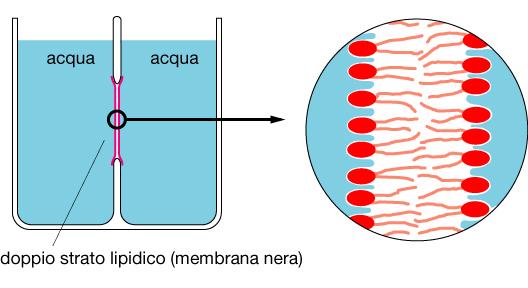 questi studi I liposomi Le membrane