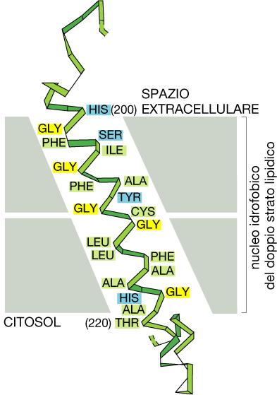 Struttura α-elica delle proteine di membrana Le proteine transmembrana nella maggior parte attraversano la membrana in
