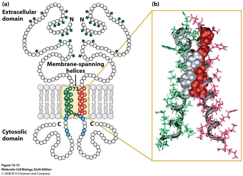 La Glicoforina A - tipica proteina transmembrana ad attraversamento singolo Piccola glicoproteina (30kDa) dei globuli rossi.