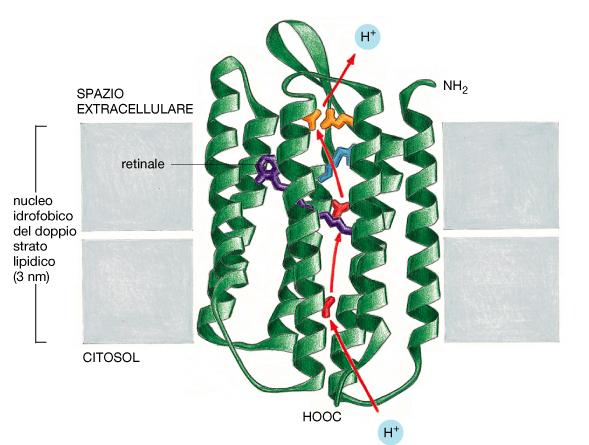 Batteri fotosintetici Chiazze di membrana purpurea contenenti molecole di batteriorodopsina Il cromoforo in grado di assorbire fotoni luminosi.
