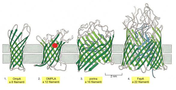 Struttura a barili-β Modo alternativo per i legami peptidici nel doppio strato lipidico di soddisfare le loro richieste di formare legami idrogeno.