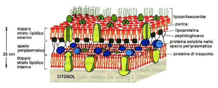 Le Porine Sono proteine transmembrana che formano pori e attraversano il doppio strato lipidico come un barile β Si trovano sulla membrana esterna dei batteri e permettono ai soluti idrofilici fino a