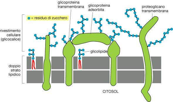 Il Glicocalice La superficie della cellula è ricoperta di zuccheri che si trovano - come catene oligosaccaridiche legate covalentemente alle proteine e ai lipidi di