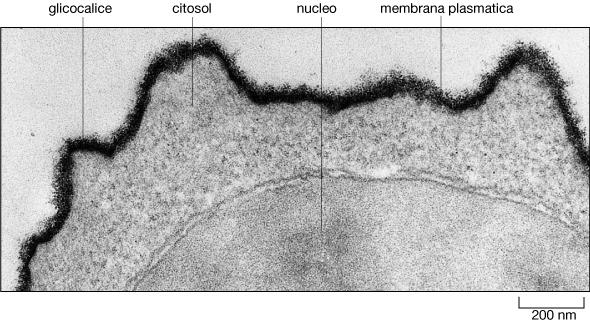 Ruolo del glicocalice : Rivestimento Cellulare di un Linfocita colorato con Rosso Rutenio 1 - protezione contro il danneggiamento meccanico e chimico 2 - mediare