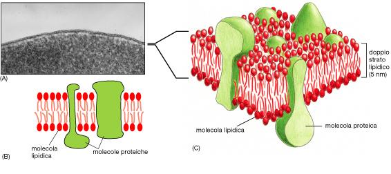 Struttura delle membrane Film molto sottile di molecole lipidiche e proteiche tenute insieme da interazioni non covalenti Figura 3.