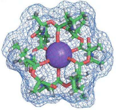 I loro complessi ionici sono solubili in solventi nonpolari Ionofori formatori di canali: formano pori o canali transmembrana Si lega