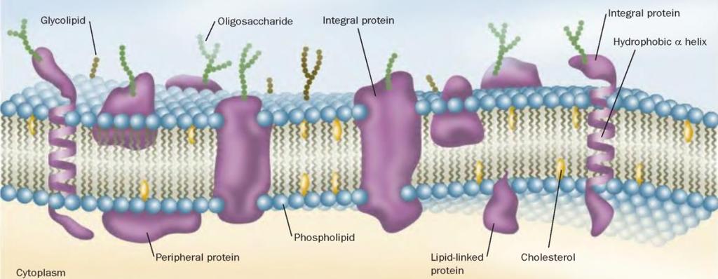 Struttura della membrana Comportamento simile a quello dei doppi strati lipidici