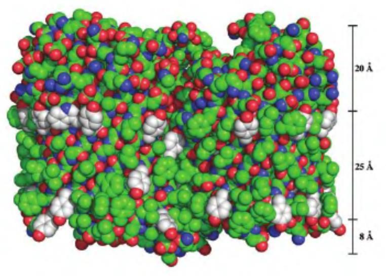 Proteine integrali di membrana Formano canali nella membrana esterna dei batteri gram-negativi Hanno struttura a barile β Permettono il passaggio di piccole molecole Porine