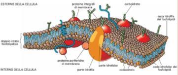 citoplasma 3. nucleo La membrana Circonda completamente la cellula senza alcuna interruzione.