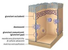 La membrana Le funzioni della membrana sono molte, le più importanti sono: 1. fa da involucro alla cellula impedendo il disperdersi del citoplasma; 2.