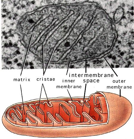 I mitocondri Hanno forma allungata e possiedono una doppia membrana: una esterna ed una interna; la membrana interna, notevolmente più ampia di quella esterna, si ripiega più volte formando le creste.