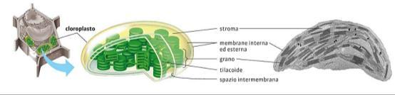 Nei mitocondri, si trova una modesta quantità di DNA e dei ribosomi. I cloroplasti Nelle cellule vegetali, oltre ai mitocondri, vi sono i cloroplasti.