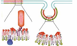 le membrane sono biosintetizzate aggiungendo componenti a membrane