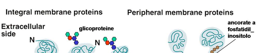 Altri componenti principali: le proteine di membrana RUOLI BIOLOGICI - trasporto, comunicazione, produzione di energia, locomozione ancorate a fosfatidilinositolo (ancora GPI)