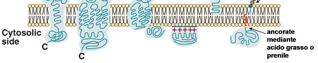 debolmente associate con proteine IM e con la superficie della membrana (rimosse da trattamento con sali) proteine ancorate - legate covalentemente a molecole lipidiche inserite nella