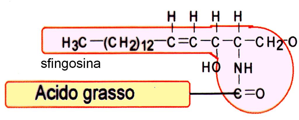 etanolammina) cerebroside ganglioside Colesterolo steroide più importante negli animali (ergosterolo in funghi e