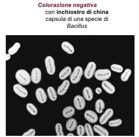 Attorno alla parete cellulare, alcuni batteri presentano uno strato di muco composto per lo più da polisaccaridi, denominato capsula.