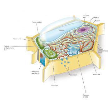 La cellula eucariotica La cellula
