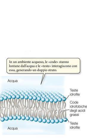 Proteine di membrana.