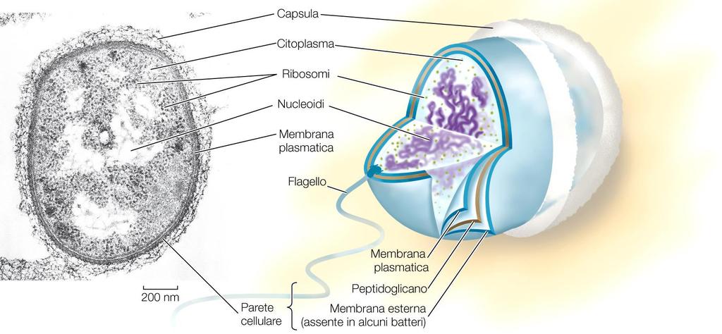 La cellula procariotica La cellula procariotica ha dimensioni tra 1 e 10 μm. Archei e batteri.
