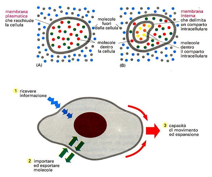 Le membrane delimitano