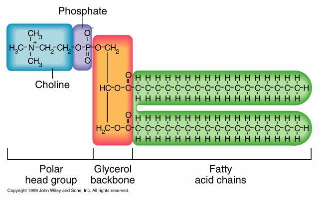 Fosfolipidi Fortemente polare Affinità per l H 2 O Gruppo fosforico I fosfolipidi hanno una struttura affine a quella dei