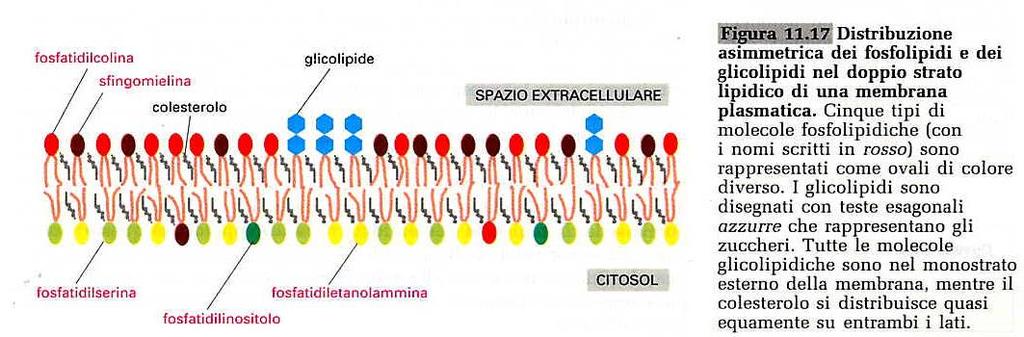 Asimmetria