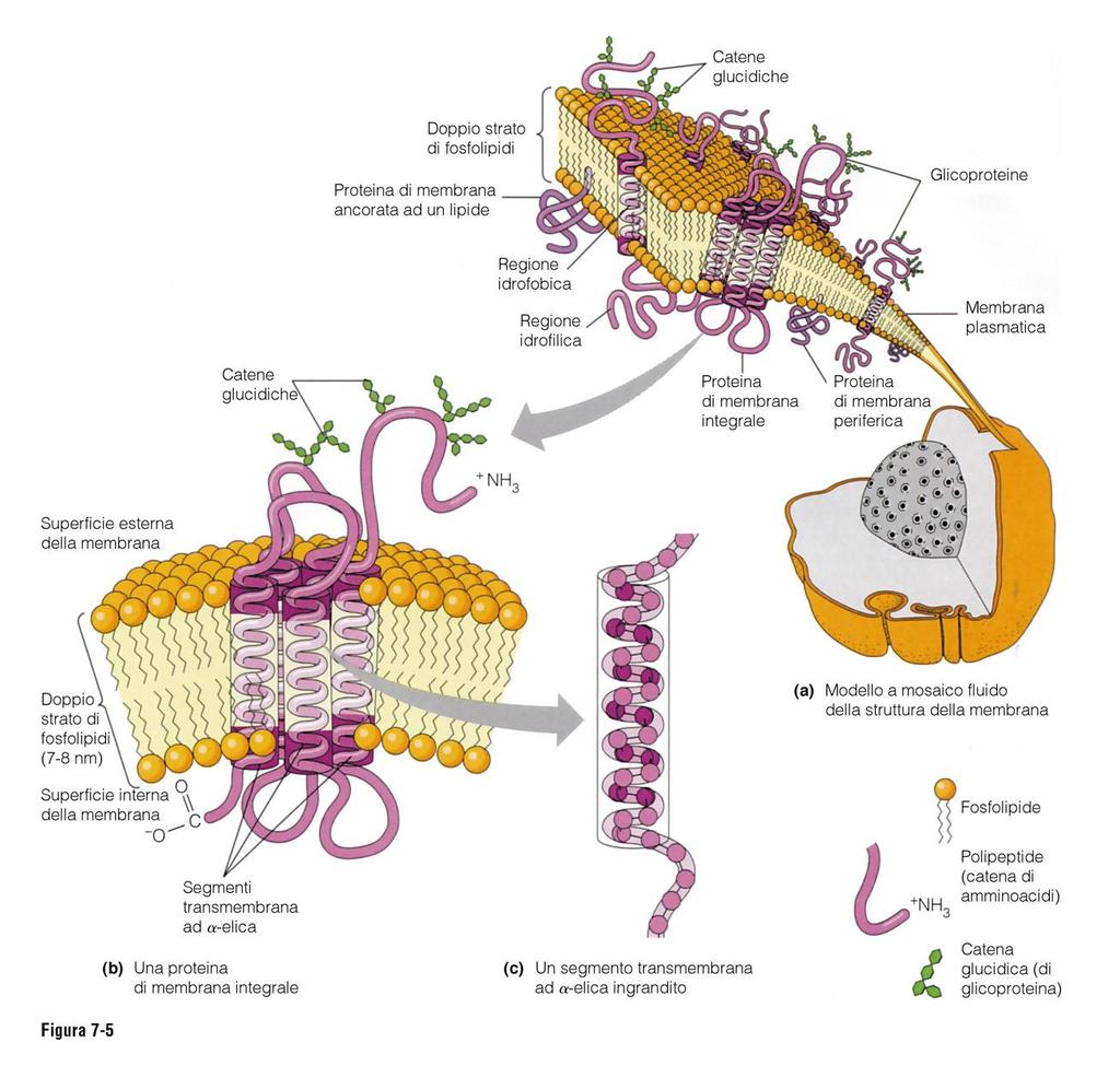 Le due facce di una membrana sono asimmetriche, in