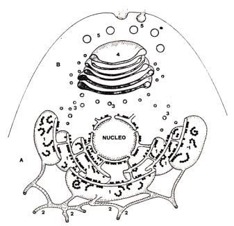 Le membrane cellulari hanno la stessa composizione