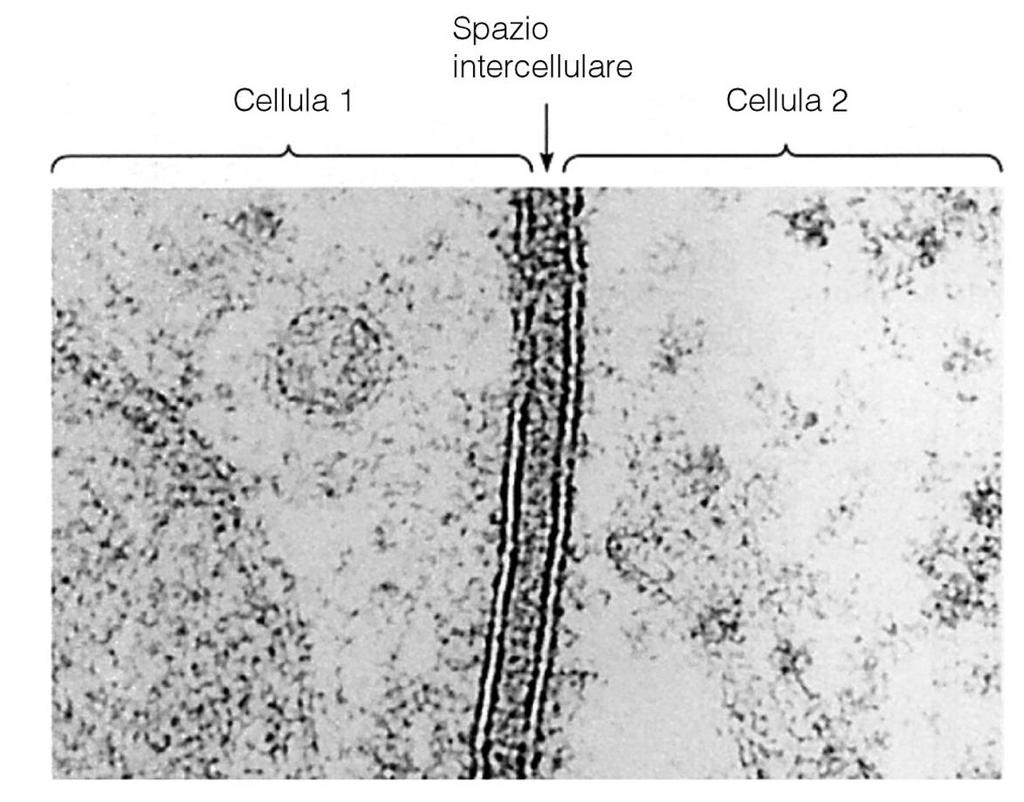 Membrane plasmatiche di cellule