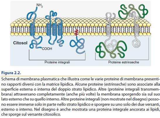 L asimmetria delle proteine è una delle