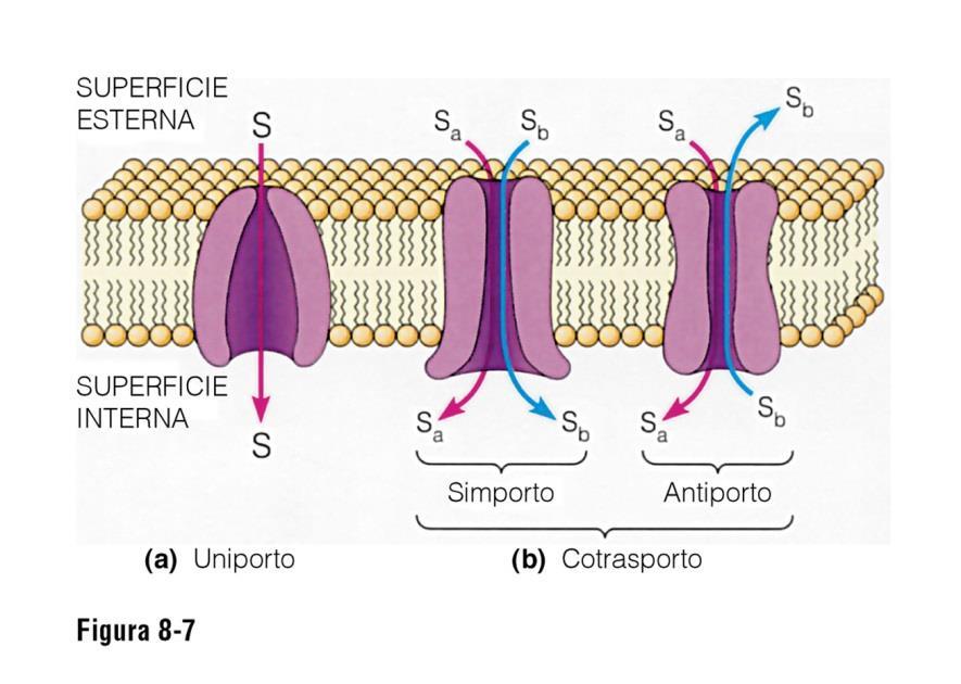 SIMPORTO Trasporto facilitato Pompa ionica L'antiporto è il trasporto contemporaneo di due specie ioniche o di altri