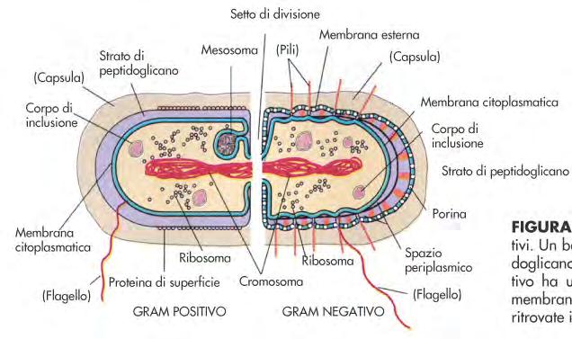 La cellula batterica Cromosoma: molecola di DNA bicatenario circolare, raggomitolato (1100-1400 µm); Assenza di compartimenti intracellulari e di citoscheletro; Ribosomi:70 S (30 e 50 S); Gram +: