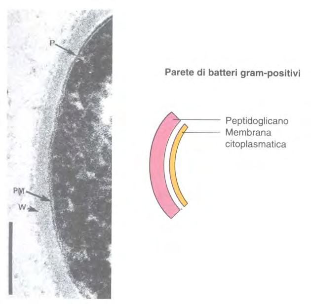 La parete cellulare Conferisce alla cellula forma, integrità e