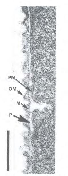 parete (cell wall); PM: membrana citoplasmatica; P: spazio