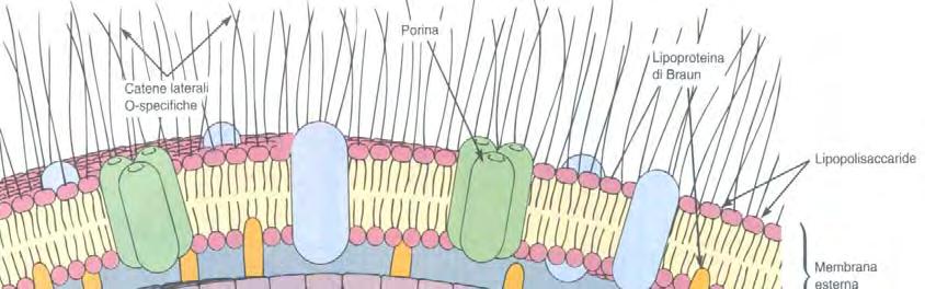 al peptidoglicano Porine: proteine aggregate a gruppi di 3, formano canali per il passaggio di