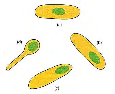 La spora batterica Alcuni batteri Gram positivi come Bacillus spp. (bacilli aerobi) e Clostridium spp.