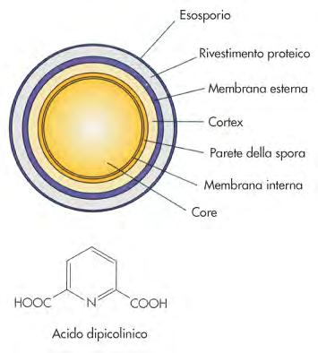 Struttura della spora batterica Esosporio: di natura fosfolipo-proteica simile alla membrana citoplasmatica residuo dello sporangio Mantello: distinto in interno ed esterno, ricco di proteine con