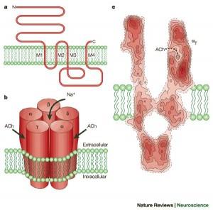 Sistema Nervoso Parasimpatico: RECETTORE NICOTINICO canale ionico (per cationi) muscolari giunzione